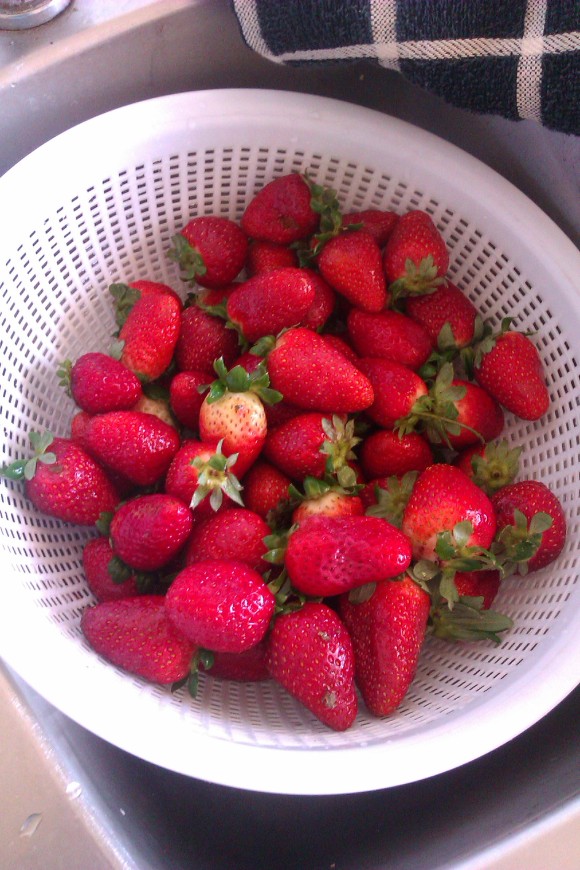 Big Yum Strawberries just washed and ready for eating.